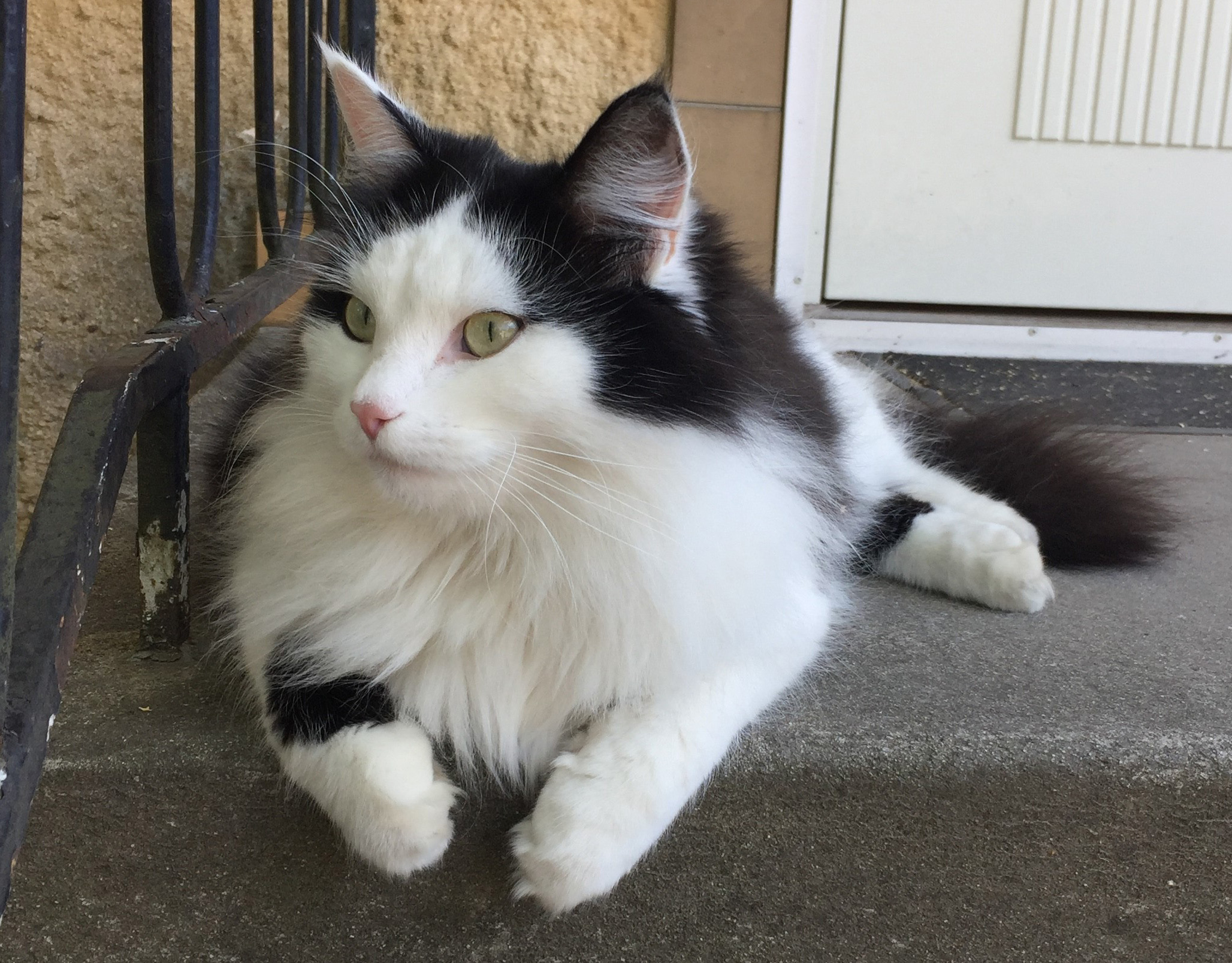 sibirisk katt Yale